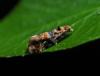 Lobesia reliquana